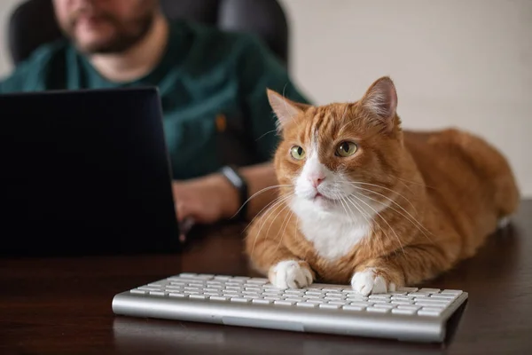 Gato Vermelho Gengibre Deitado Mesa Computador Local Trabalho Escritório Gato — Fotografia de Stock