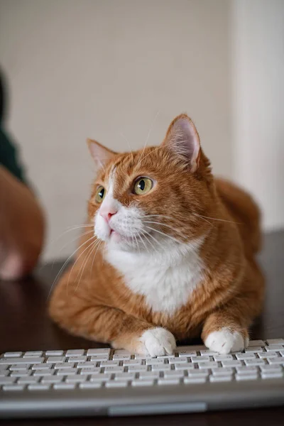 Röd Ingefära Katt Som Ligger Datorns Skrivbord Hemarbetsplats Tamkatt Besvärar — Stockfoto