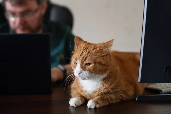 A red (ginger) cat lying on the computer desk. Home office workplace. A domestic cat is bothering when a person works from home. Remote workplace