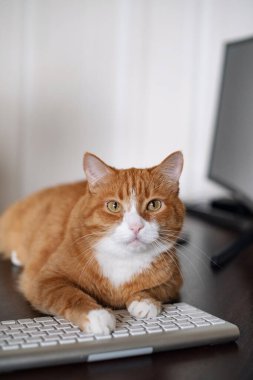 Bilgisayar masasında yatan kırmızı (kızıl) bir kedi. Merkez ofis işyeri. Evcil bir kedi, evde çalışan birini rahatsız eder. Uzak çalışma yeri