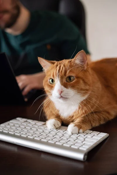 A red (ginger) cat lying on the computer desk. Home office workplace. A domestic cat is bothering when a person works from home. Remote workplace