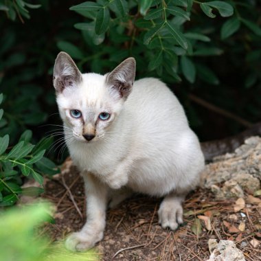 Sadece üç bacaklı sakat kedi yavrusu. Bir patisi eksik. Zavallı evsiz kedi yavrusu. Güzel siyam kedisi bir çalılığın altında oturuyor. Üzgün görünümlü, mavi gözlü beyaz bir kedi.