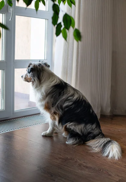A sad lonely dog sits by the window and waits for its owner. Australian Shepherd Blue Merle. Obedient calm well-bred dog