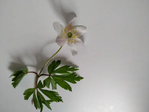 Egy Fehér Anemone Virág Három Zöld Levelek Fehér Háttér — Stock Fotó