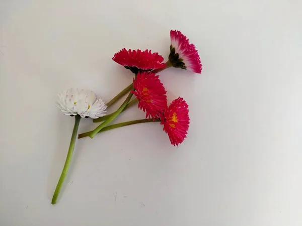 Une marguerite blanche et quatre marguerites rouges sur fond blanc. premières fleurs de printemps — Photo