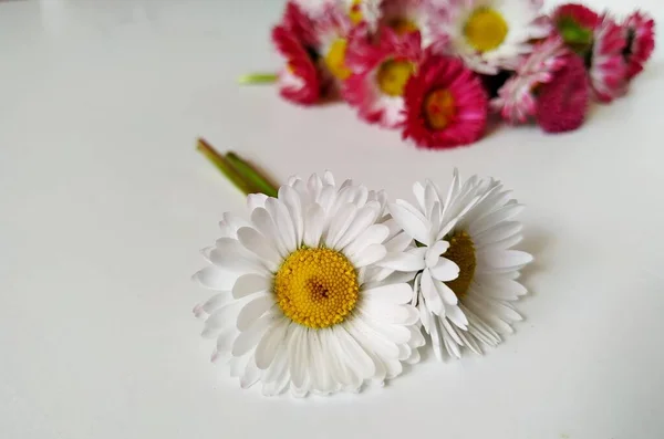 Deux marguerites blanches avec des noyaux jaunes reposent sur le fond blanc avec des marguerites roses sur le fond . — Photo