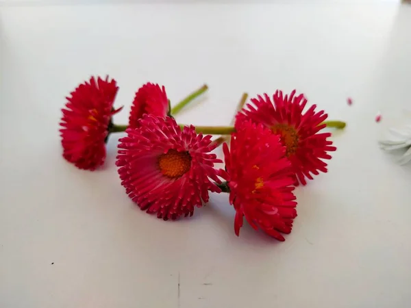 Marguerites rouges sur fond blanc. premières fleurs de printemps — Photo