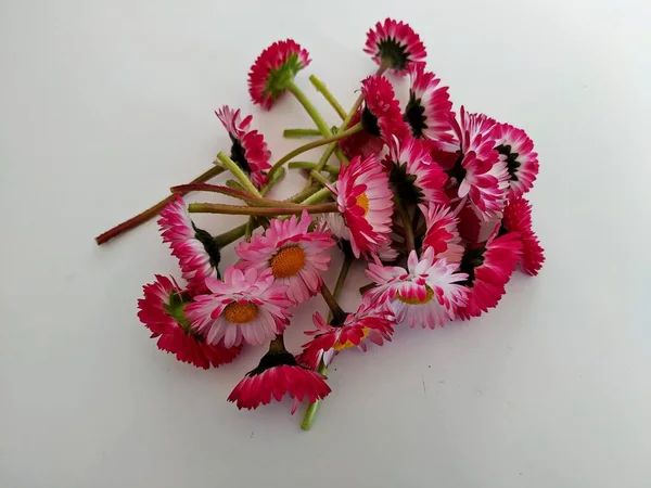 Rote Gänseblümchen auf weißem Hintergrund. erste Frühlingsblumen — Stockfoto