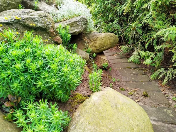 Kebun batu. Alpine slide dengan sukulen dan tanaman merayap — Stok Foto