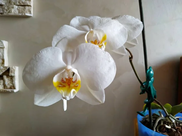 Orchidée blanche phalaenopsis avec un noyau jaune — Photo