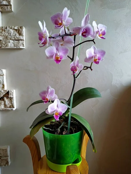 Phalaenopsis orchidée avec de nombreuses petites fleurs avec des veines violettes dans un pot de fleurs vert translucide — Photo