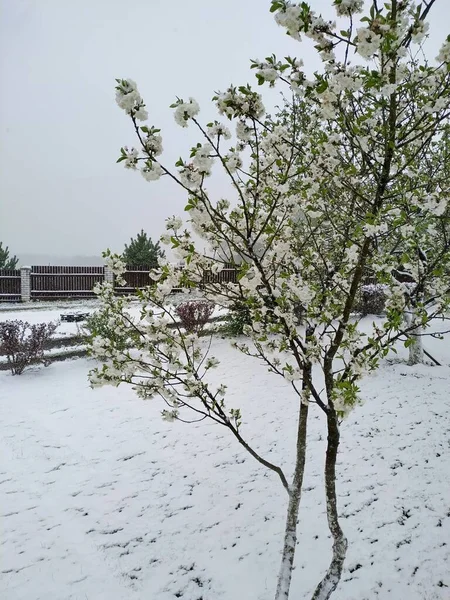 Blühender Pflaumenbaum im späten Frühling auf einem schneebedeckten Rasen — Stockfoto