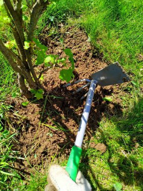 Frenk üzümü çalılarının altında yeşil saplı bir helikopterle otları ayıklıyor.