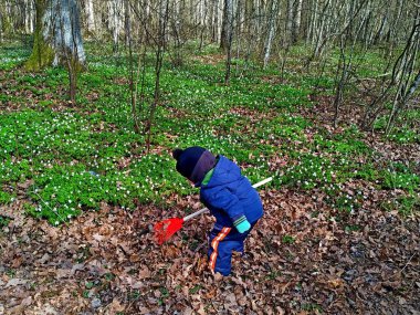 Kırmızı bahçe tırmığı toplayan küçük çocuk geçen yıl ormanda düşen yaprakları topluyor.