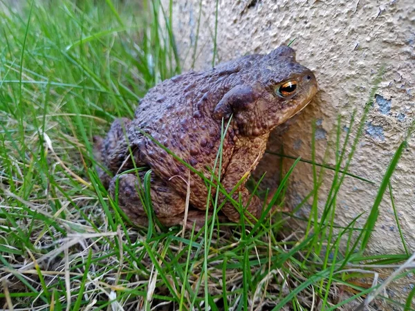 Коричневая жаба крупным планом на зеленой траве возле стены — стоковое фото