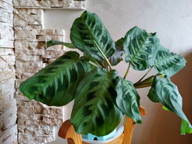 potted houseplant calathea with water drops on leaves after spraying from a spray bottle in a Biscay Green pot near a gray wall on a wooden stand clipart