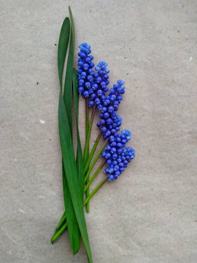 Geri dönüştürülmüş kağıtta yeşil dikdörtgen yapraklı Muscari mavisi bahar çiçekleri düzeni