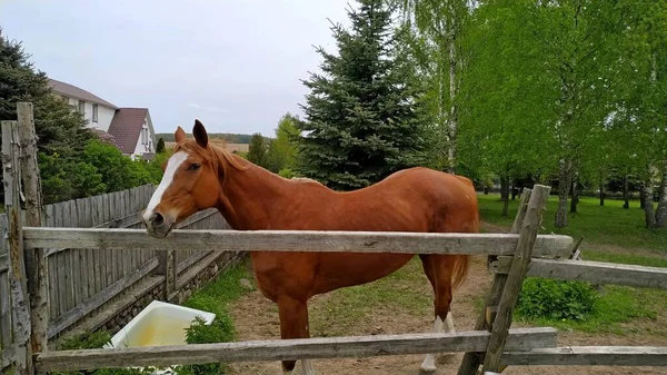 Barátságos, kíváncsi barna ló, fehér csíkkal az arcán egy legelőn, nyírfák és fenyők között, a kerítésen át a kamerát nézve. — Stock Fotó