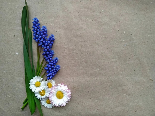 Composition des fleurs de printemps bleu muscari à feuilles oblongues vertes, cinq marguerites blanches sur papier recyclé artisanal — Photo