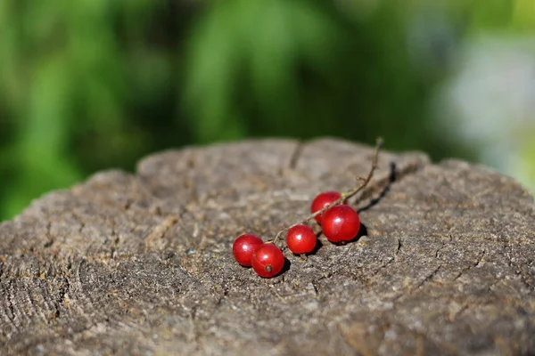 Bir avuç kırmızı frenk üzümü bir kütüğün üzerinde yatıyor.
