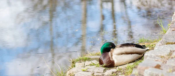 Drake gagasını kanadının altına saklar ve göl kıyısında oturur.