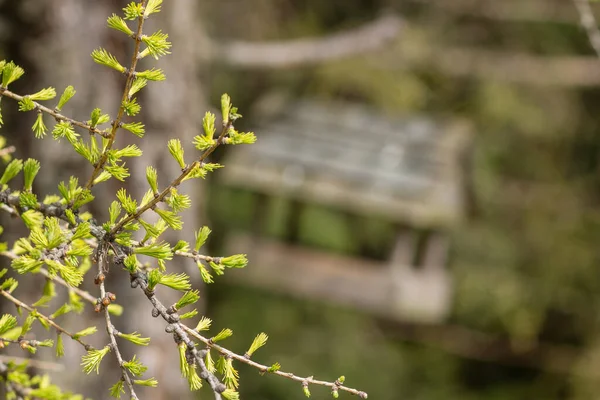 Baharın başı. Güneşli bir günde kuşlar için ev ve dal