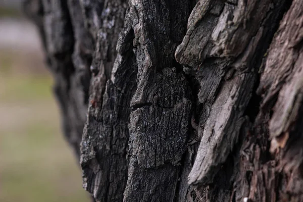 Kabuğun güzel deseni arka plan görüntüsü olarak kullanılır..