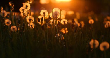 Akşam ışığında karahindiba dolu bir çayır.