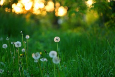 Çayırdaki yeşil çimlerde karahindibalar