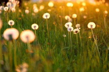 Çayırdaki altın karahindibalar