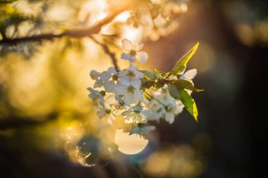 Altın ışıkta kiraz çiçekleri