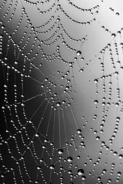 Gotas Una Telaraña Blanco Negro — Foto de Stock