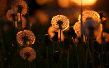 Gün batımında altın karahindibalar
