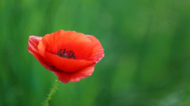 Yeşil arka planda tek haşhaş