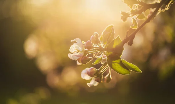 Apfelbaum Blüht Warmen Nachmittagslicht — Stockfoto