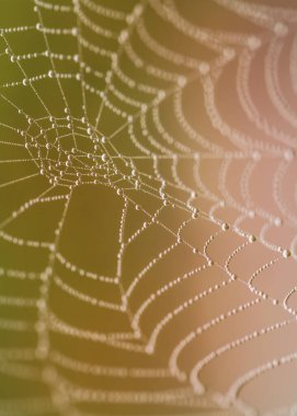 Ilık ışıkta çiğ damlalarıyla örümcek ağı