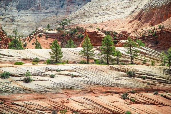 Yaz boyunca Zion Ulusal Parkı 'nda kaya ve ağaç deseni