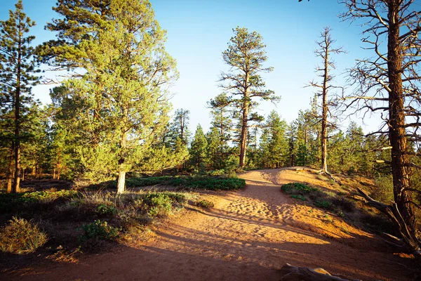 Utah 'taki Bryce Canyon Ulusal Parkı' nda güzel yürüyüş parkı.