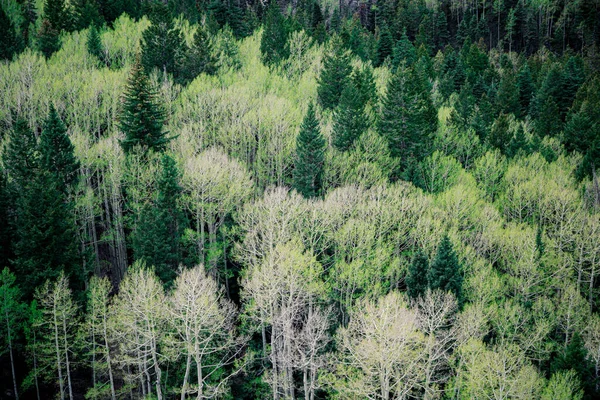 İlkbaharda karanlık ve parlak ağaçların oluşturduğu orman düzeni