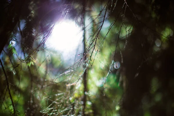 Yazın bazı ağaçların dallarından görünen güneş ışığı.
