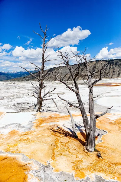 Mavi gökyüzü ile güzel Yellowstone manzarası
