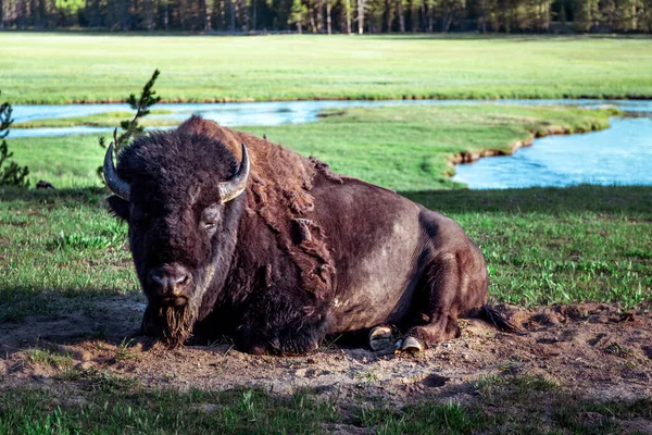 Bir bizon mola verirken uzanıyor.