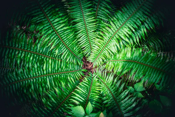 Güneş ışığında yukarıdan güzel yeşil eğrelti otu deseni