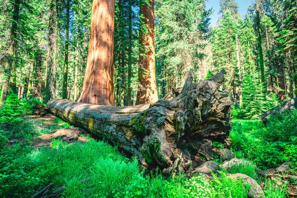 Ulusal Park 'ta güneş ışığında büyük bir Sequoia Ağacı devrildi.