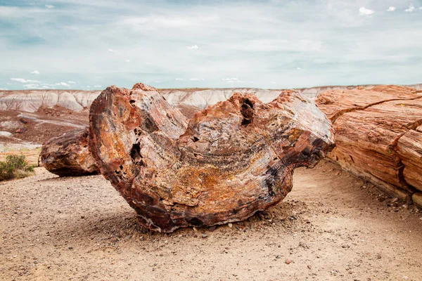 Arizona 'daki Taşlaşmış Orman Ulusal Parkı' nda taşlaşmış bir sandık.