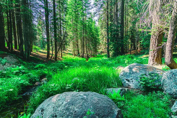 Sequoia Ulusal Parkı 'nda yaz günü