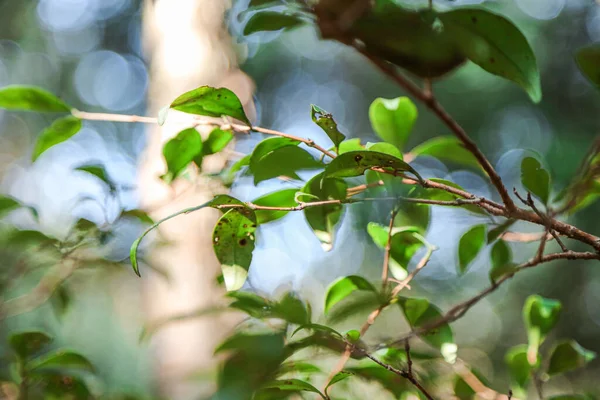 Güney Afrika 'da bir ağacın yaprakları güneş ışığında parlıyor.
