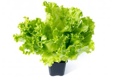Beyaz izole bir fincan yeşil taze salata yığını