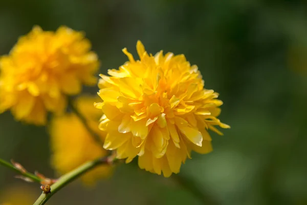 Боброва жовта квітка на зеленому розмитому фоні — стокове фото