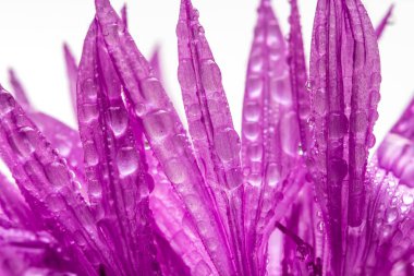 Beyaz arka plan üzerinde ıslak mor çiçek yaprakları